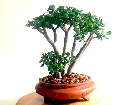 Jade Tree